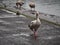 Shot of a group of ducks