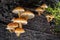 Shot of group edible mushrooms known as Enokitake