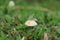 Shot of group edible mushrooms known as Enokitake, Golden Needle or winter mushrooms - Flammulina velutipes. Blurred background