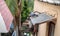 A shot of a group of feral pigeons sitting on a rooftop.