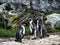 Shot of a group of penguins