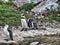 Shot of a group of penguins