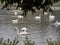 Shot of a group of swans
