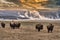 Shot of a herd of American bison (Bison bison) in Yellowstone Park with beautiful sky