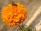 A shot of honeybee on Marigold Flower