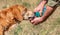 Shot of a hunter giving water to his hound dog