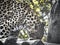 Shot of a jaguar