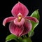 shot of a Lady\\\'s Slipper Orchid (Cypripedium), showcasing its intricate and graceful blooms by AI generated