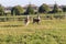 Shot of the lamas playing in the yard. Animals