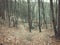 Shot of leafless trees in the woodland in the fall