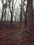 Shot of leafless trees in the woodland in the fall