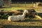 A shot of a llama in a muddy field, enjoying the midday sun on New Year& x27;s day, just outside Hertford in the UK