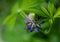 A shot of  lupin, lupine or regionally as bluebonnet