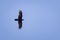Shot of the majestic and fierce buzzard flying in the blue clear sky