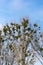 Shot of mistletoe plant on a tree - the kiss of death