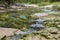 Shot of a muddy river with mossy stones, seaweeds and greenery