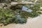 Shot of a muddy river with mossy stones, seaweeds and greenery