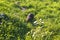 Shot of the muskrat by the bank of the river. Animals