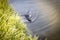 Shot of the muskrat swimming by the bank of the river. Animals