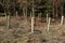 Shot of newly planted trees equipped with a supporting stick and a plastic tube