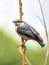 Shot of Nuthatch perching