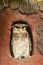 Shot of an owl in its nest looking at its prey outside.