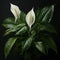 shot of a Peace Lily plant, capturing its graceful white flowers and glossy, dark green leaves by AI generated