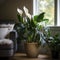 shot of a Peace Lily (Spathiphyllum), with its elegant white blooms rising above the deep green foliage by AI generated