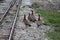 Shot of Phasianidae birds walking near railroad