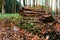 Shot of a pile of chopped logs in the forest