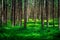 Shot of a pine forest and a thick layer of a moss.