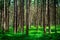 Shot of a pine forest and a thick layer of a moss.