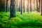 Shot of a pine forest and a thick layer of a moss