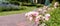 Shot of pink blooming hydrangeas near walkway in park