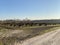 Shot of a plantation of bare dwarf trees aligned perfectly  side by side, under the bright blue sky