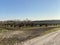 Shot of a plantation of bare dwarf trees aligned perfectly  side by side, under a bright blue sky