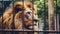 shot of a powerful lion in the cage close up