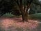 Shot of a red leaves floor under a tree