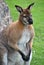 Shot of a red-necked wallaby kangaroo common in Australia