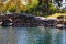 A shot of a round stone lagoon in the park surrounded by lush green and autumn colored trees with mallard ducks in the water