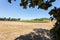 Shot of rows of wine grape vines with red wine grapes at a Willamette Valley winery.