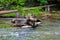 A shot of the rushing waters of Big Creek river with tree branches in the water and a metal pipe across the river