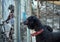 Shot of a sad black homeless dog behind a metal fence in a special shelter waiting for something