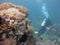 Shot of a scuba diver wearing diving suit, fins and equipment swimming near coral reefs and fish