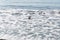 A shot of sea gull flying over surf foam at Dungeness Spit, Olympic Peninsula, USA