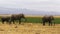 Shot of several elephants at amboseli in kenya