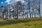 Shot of sheep grazing in the meadow, scenic nature of Maransart in Lasne, Belgium