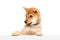 Shot of Shiba Inu with big kind eyes and red fur posing isolated over white studio background. Cute charming dog. Close