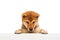 Shot of Shiba Inu puppy with big kind eyes and red fur posing isolated over white studio background. Cute charming dog