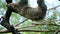 Shot of a sloth slowly climbing on tree branches